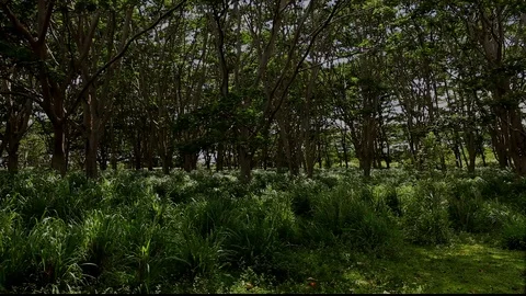 Kaua'i Forest Stock Footage 104178098