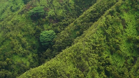 Kauai, forest mountains Stock Footage 93569128