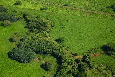 Kauai forest Stock Photos