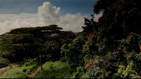 Kaua'i Forest Stream and Path Stock Footage 104178795