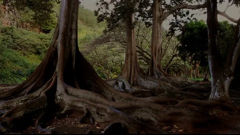 Kaua'i Jurasic Fig Trees Stock Footage 104179323