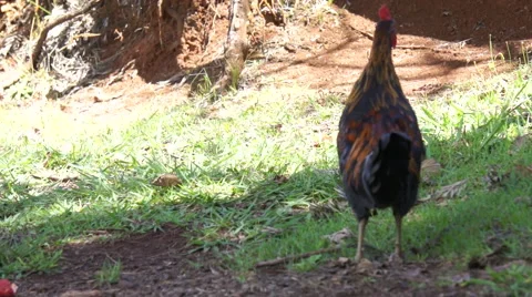 Kauai Rooster 動画素材 52531898