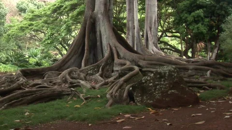 Kauai Tree Vídeos de archivo 853074