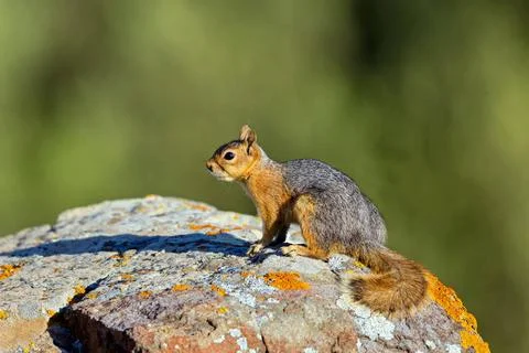 Kaukasisches Eichhörnchen, (Sciurus anomalus), sitzt auf einem Stein, McPK.. Stock Photos