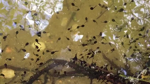 Kaulquappen Stock Footage 75669646