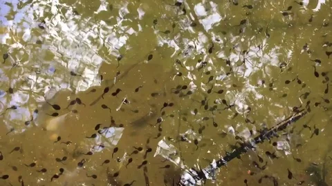 Kaulquappen Stock Footage 75669879