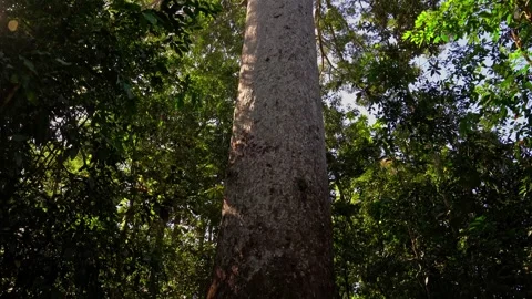 Kauri - Le Grand Kaori (the largest and oldest known kauri pine tree), Parc de l 库存影片 297355705