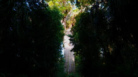 Kauri Majesty: Expansive View of Towering Tree Stock Footage 250141420