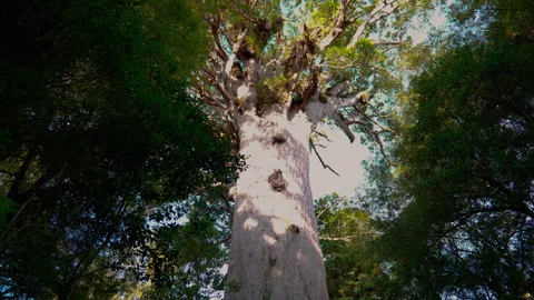 Kauri Majesty: Mid-Shot of Towering Tree Видео 250141045