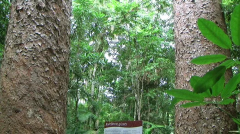 Kauri pines Stock Footage 773403