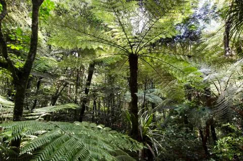 Kauri puketi forest, nz Stock Photos