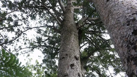 Kauri tree coromandel peninsula new zealand Stock Footage 100449938