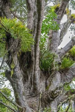 Kauri tree crown - Coromandel New zealand Stock Photos