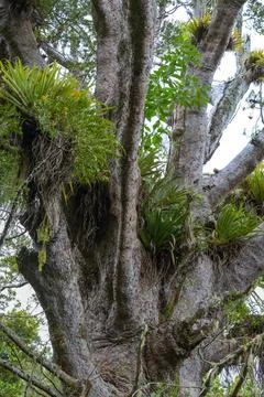 Kauri tree crown - Coromandel New zealand Stock Photos