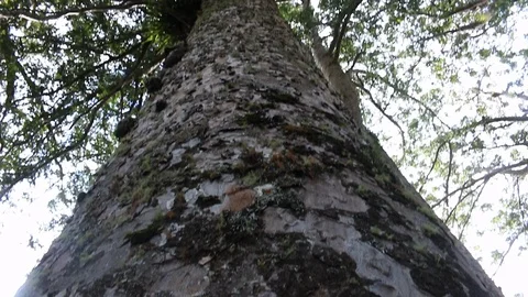 Kauri tree log trunk new zealand coromandel peninsula Stock Footage 100449069