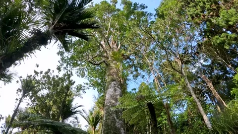 Kauri Tree The Pou of Waitakere Ranges, Forest Canopy with Ancient Allure, .. Stock Footage 284393372