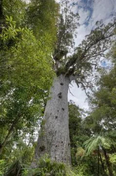 Kauri tree from root till canopy. Stock Photos