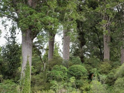 Kauri Trees on coromandel peninsula Foto stock