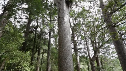 Kauri Trees of Puketi Forest, Forest Canopy with Ancient Allure, Straight Trunks Stock Footage 282692650