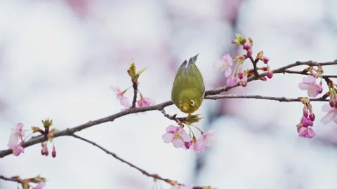 Kawazu cherry blossoms and Japanese white-eye Stock Footage 334404341