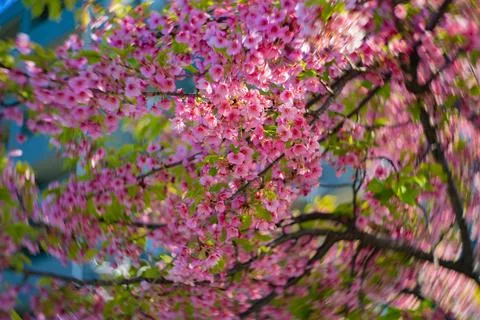 Kawazu cherry blossoms swirly blur in spring season close up Stock Photos