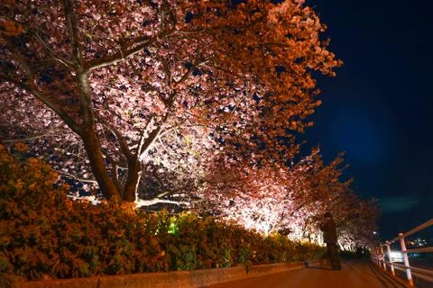 Kawazu cherry tree and train Miurakaigan Stock Photos