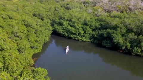 Kayak navigating through lush mangroves Stock Footage 330449768