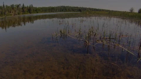 Kayak through Reeds Stock Footage 88816705