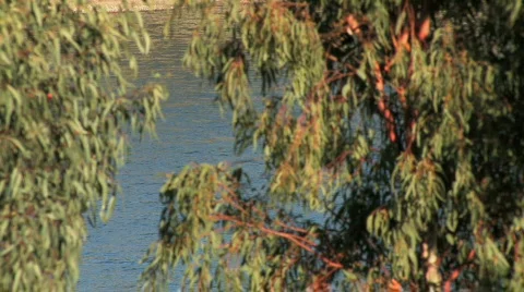 Kayak Through the Trees Video stock 612357