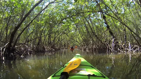 KAYAK, THRU MANGROVES Stock Footage 37154516
