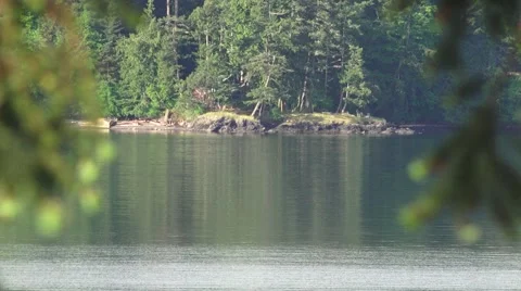 Kayaker paddling,hiding in forest Stock Footage 50111103