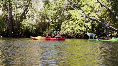 Kayakers paddling on a river Stock Footage 138597922