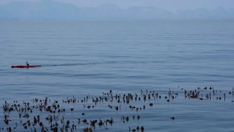 Kayaking in the blue ocean with tips of kelp in the sea Stockbeeldmateriaal 339059589
