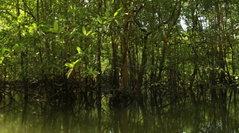 Kayaking to the caves and mangroves forest. Krabi province, Thailand. Stock Footage 37893112