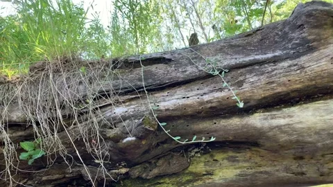 Kayaking with challenges Stock Footage 137954486