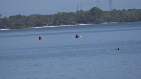 Kayaking with dolphin Stock Footage 170723600