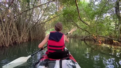 Kayaking in the forest Stock Footage 234697560
