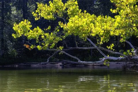 Kayaking Holston River at Warrior State Park, Tennessee, USA Stock Photos