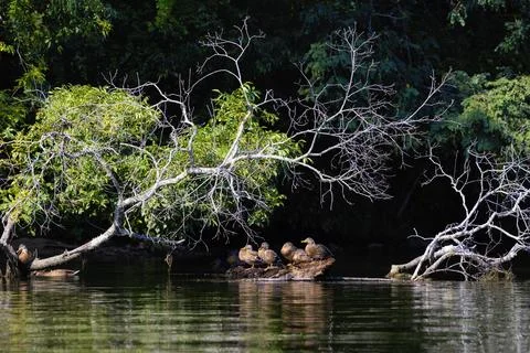 Kayaking Holston River at Warrior State Park, Tennessee, USA Foto stock