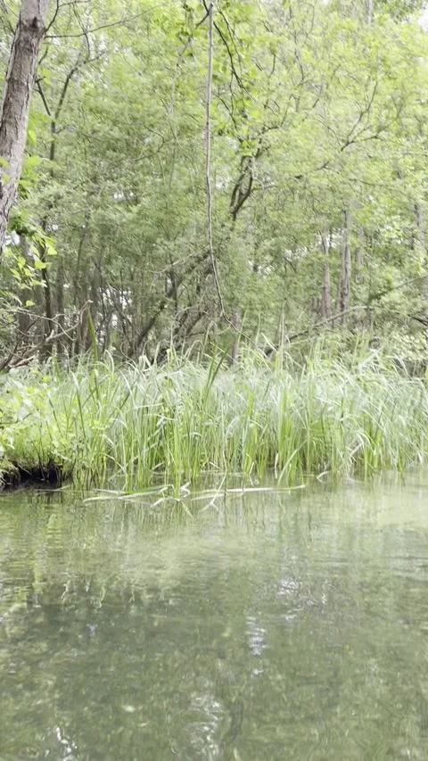 Kayaking on a quiet river Stock Footage 312275174