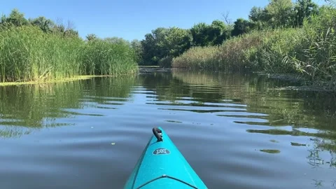 Kayaking through a calm river surrounded by tall green reeds on a bright sunny Stock-Footage 345662967