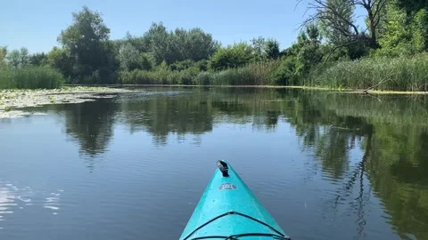 Kayaking through a calm river surrounded by lush green trees and aquatic Vidéo 345662997