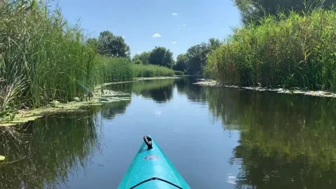 Kayaking through a calm river surrounded by lush green reeds on a bright sunny Vidéo 345663024