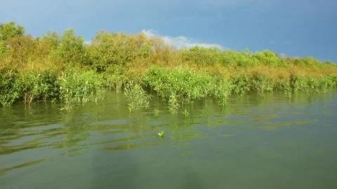 Kayaking Through Flooded Mangroves Stock Footage 319376332