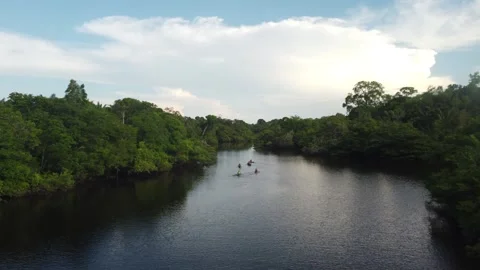 Kayaking Through the Igarapés of the Negro River in the Amazon Stock Footage 342568292