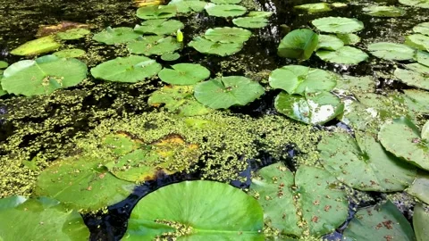 Kayaking through lilypads 2 Stock Footage 160132419
