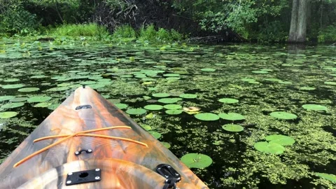 Kayaking through lilypads Stock Footage 160132451
