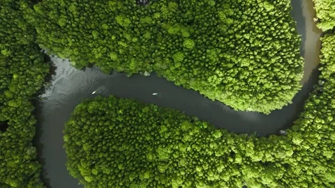Kayaking Through Mangrove Forest at Bintan Resorts, Indonesia | Aerial &amp; Nature  Stock-Footage 341556468