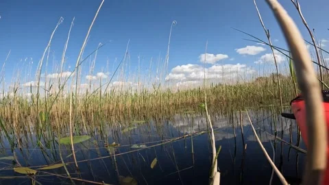 Kayaking through Reeds Stock Footage 243595485