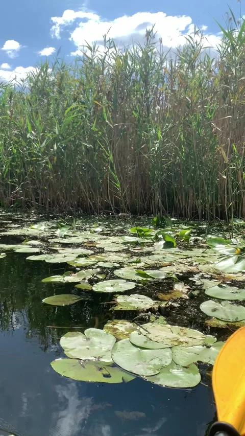Kayaking through a serene river channel surrounded by tall green reeds and Stock Footage 346131679